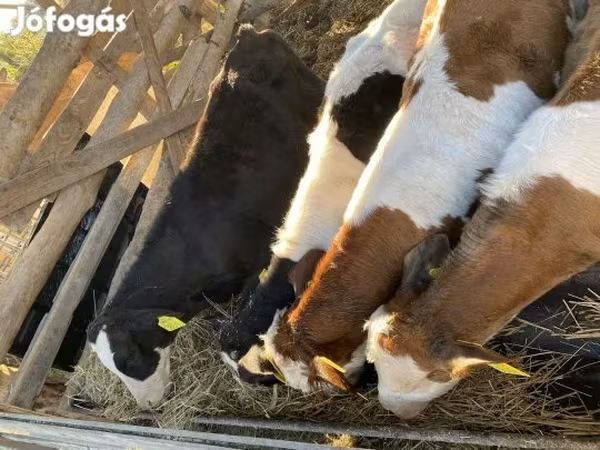 Bika, Simmental cattle