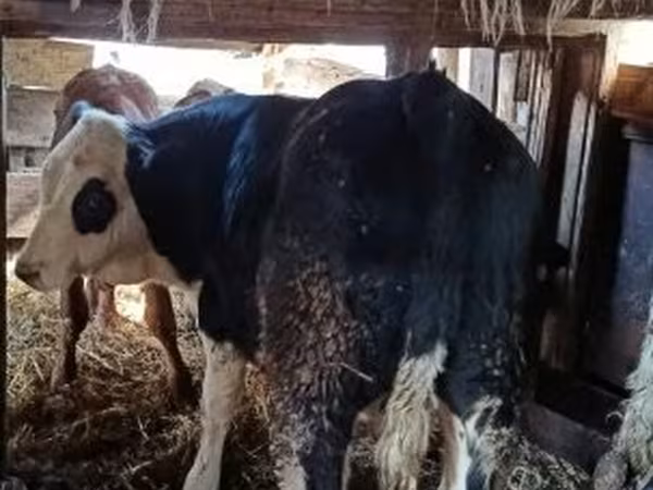 公牛, Holstein breed — 匈牙利