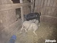 Sheep, Sheep — photo 2