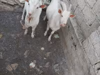 बकरा, बकरियाँ — फ़ोटो 1