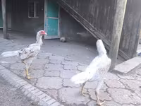 Shamo chickens — 6. fotó