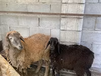 Kos, Small-tailed Han sheep — 3. fotó