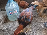 Chickens — Foto 2