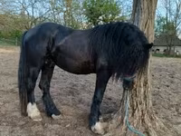 घोड़ा, Gypsy horse — फ़ोटो 2