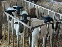 公羊, Dorper sheep — 照片 5