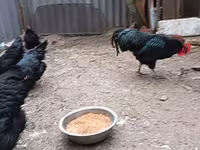 Australorp — 7. fotó