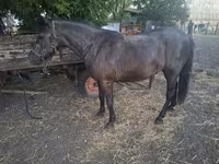 Kanca, Lovak — 3. fotó