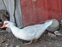 pato criollo doméstico — foto 1