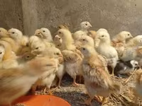 Chickens — foto 1