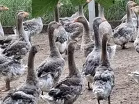 Geese — 1-сурет