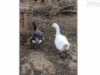 Geese — 照片 1