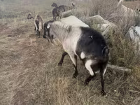 Bak, Alpine goat — 2. fotó