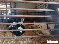 Bika, Russian Black pied cattle — 2. fotó