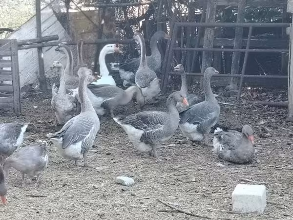 Geese — Ungarn