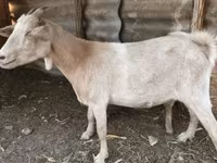 Nőstény kecske, Nubian Goat — 2. fotó