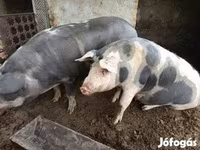 公猪, Pigs — 照片 4
