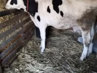 Tehén, Russian Black pied cattle — 1. fotó