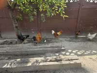 Chickens — photo 1