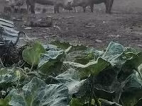 母猪, Pigs — 照片 4