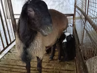 Kos, Blackheaded Persian sheep — 1. fotó