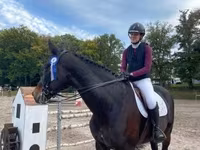 Hing, Belgian warmblood horse — 6. fotó