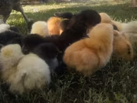 Chickens — photo 1