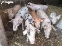 猪（批次，未指定性别）, Pigs — 照片 3