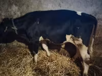 ثور, سلالة هولشتاين — الصورة 4
