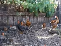 bantam japonais — photo 6