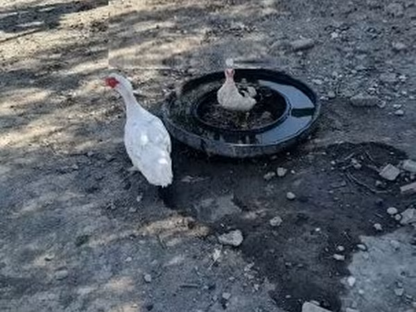 Утки — Венгрия