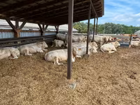 Byk, Charolais cattle — zdjęcie 2