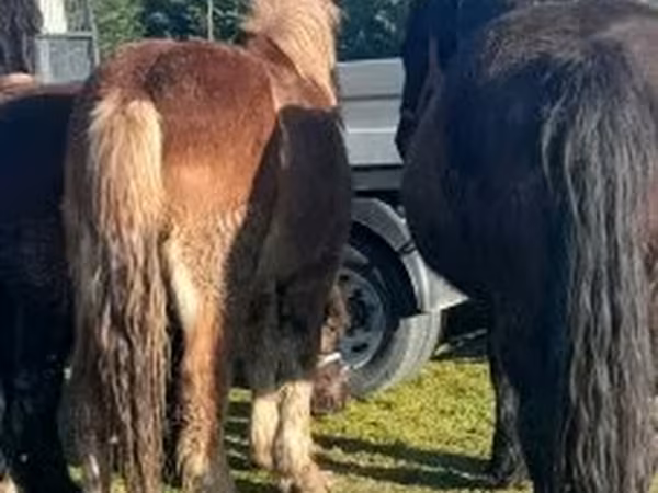 Yegua, Caballos