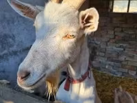 公山羊, Goats — 照片 7