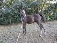 Caballo, Caballos — foto 5