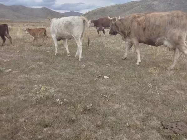 母牛, Cattle