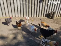 Chickens — 照片 3
