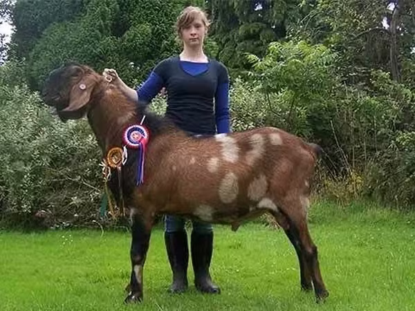 Kozel, Nubian Goat
