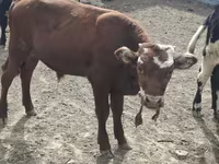 Taureau, Vache kazakhe à tête blanche — photo 1