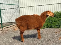 Schaf, Hissar sheep — Foto 1