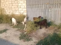 تيس, الماعز — الصورة 4