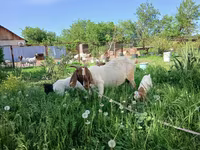 Nőstény kecske, Boer goat — 2. fotó