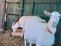 Goat, Saanen goat — photo 4