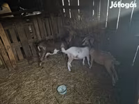 Bak, Alpine goat — 1. fotó