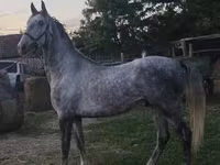 公马, Lipizzaner — 照片 5