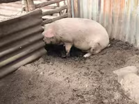 Säue, Schweine — Foto 3