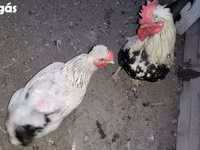 Chickens — 照片 2