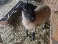 كبش, White Suffolk sheep — الصورة 2