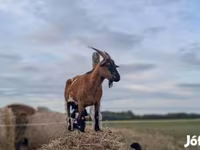 Koza, Kozy — zdjęcie 6