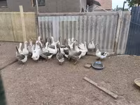 Geese — 4-сурет