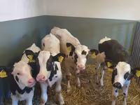 公牛, Holstein breed — 照片 2